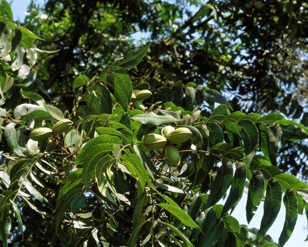 Pecan tree care and growing guide expert tips for success Gardeningetc