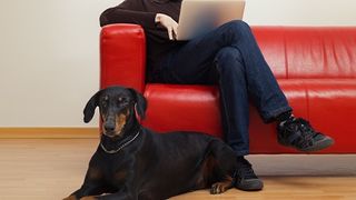 Doberman Pinscher working at home