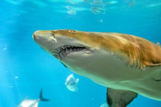 A place to grow, sharks, sand tiger sharks