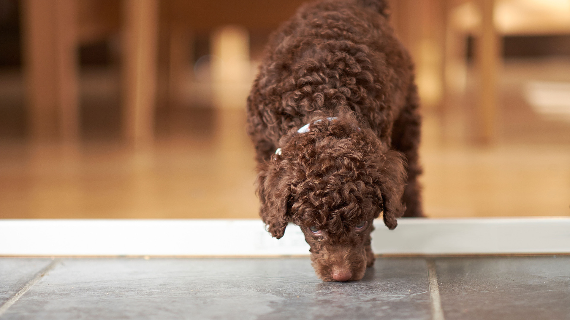 Miniature poodle sniffing the floor
