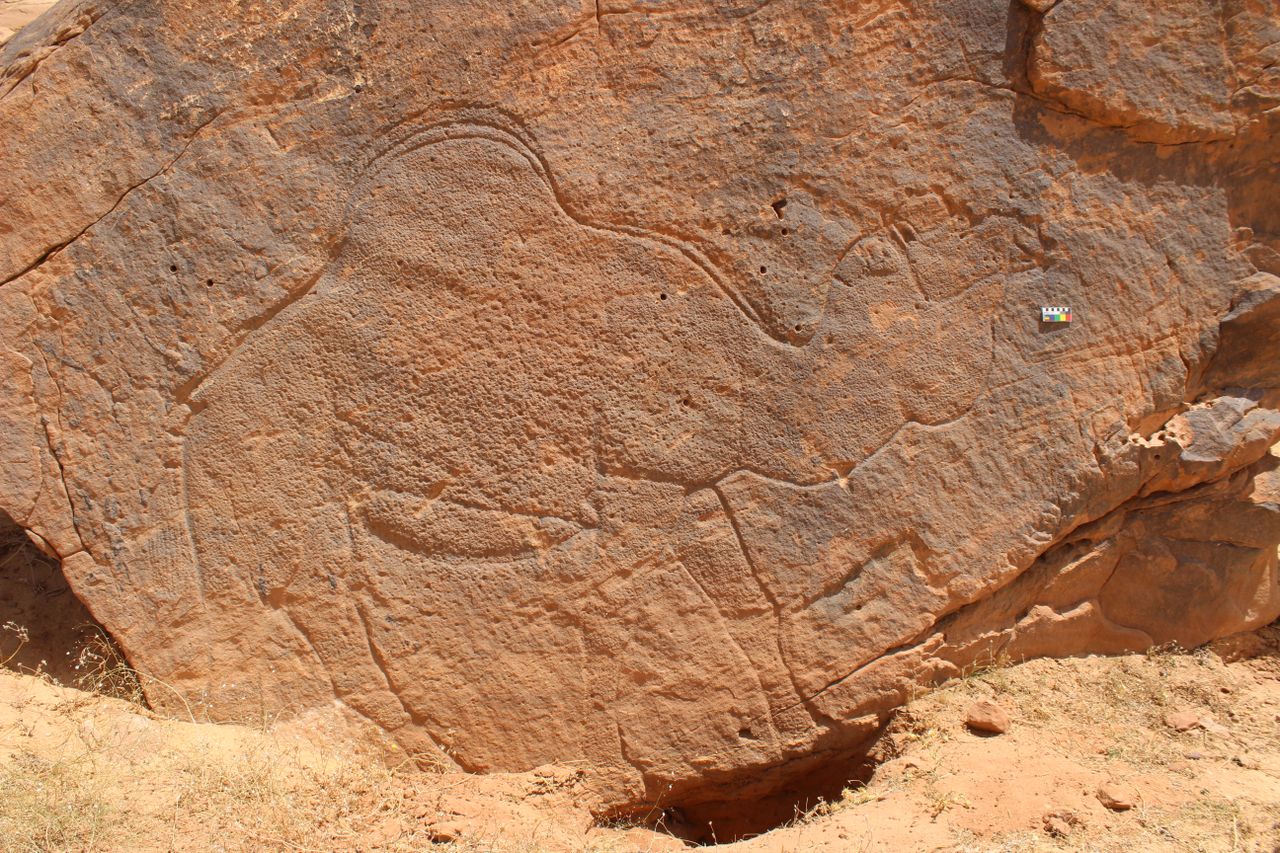 Rock art of camel in Saudi Arabia