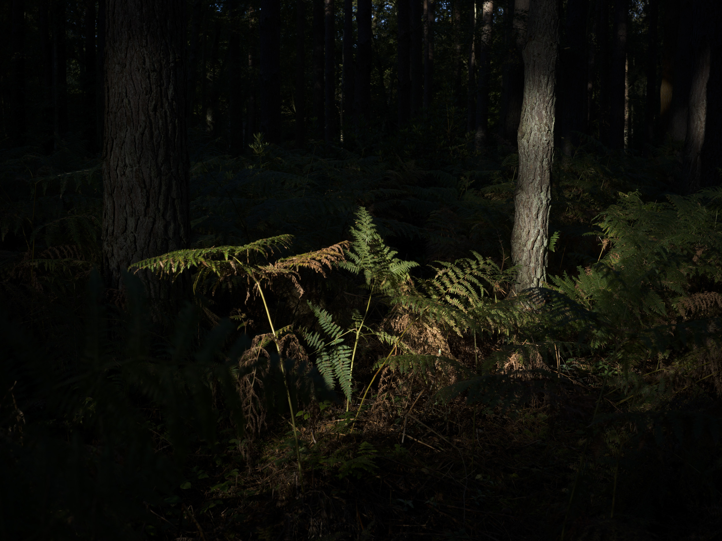 Sample image taken with the Hasselblad X2D 100C of a fern in a shaft of light
