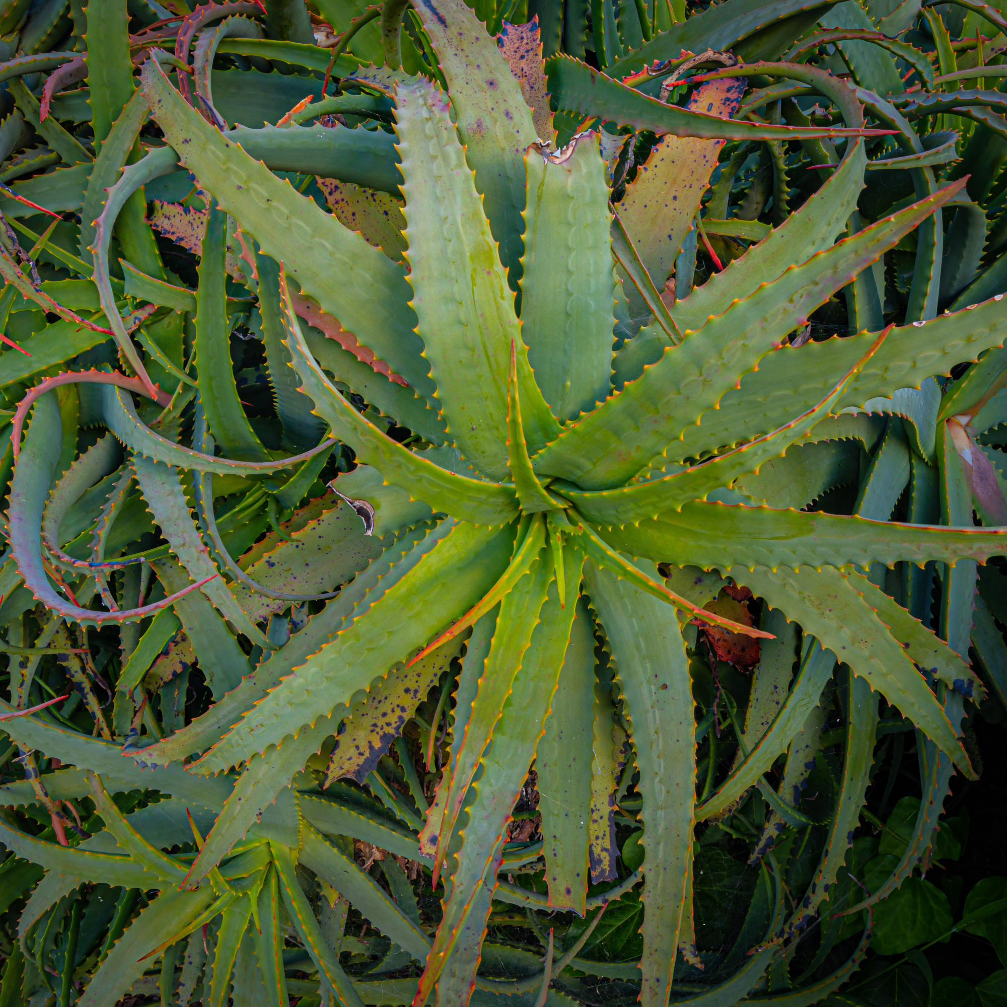 Hardy aloe close up by Thomas H. Mitchell/500px, GettyImages-2202365550