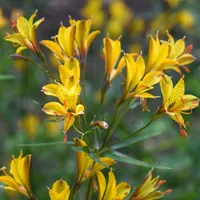 Alstroemeria 'Sweet Laura' at Van Meuwen