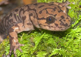 The coastal giant salamander was among the 15 species whose habitable territory was mapped out to 2100. The researchers found that fluctuations in climate in coming decades could prevent many species from reaching habitable territory.