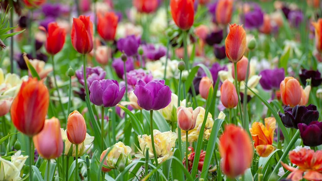 How to plant tulips expert advice on growing stunning flowers for