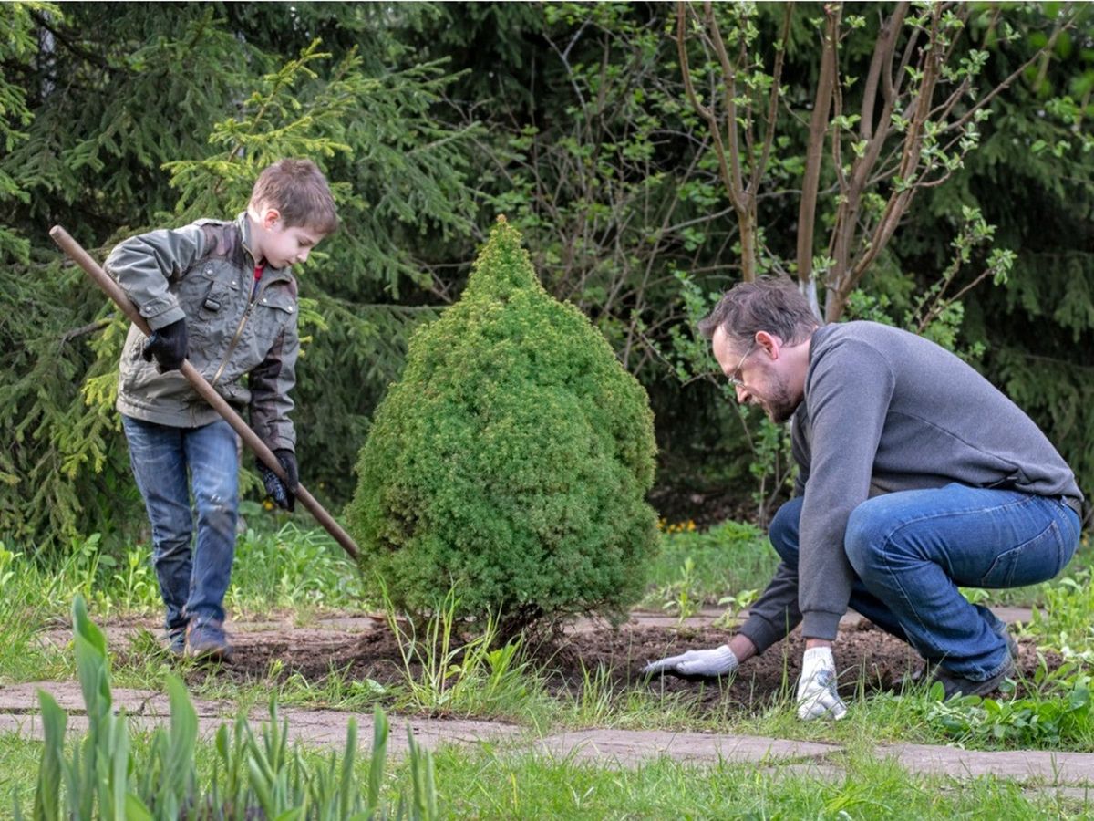 How To Transplant An Evergreen Tree Or Shrub Gardening Know How