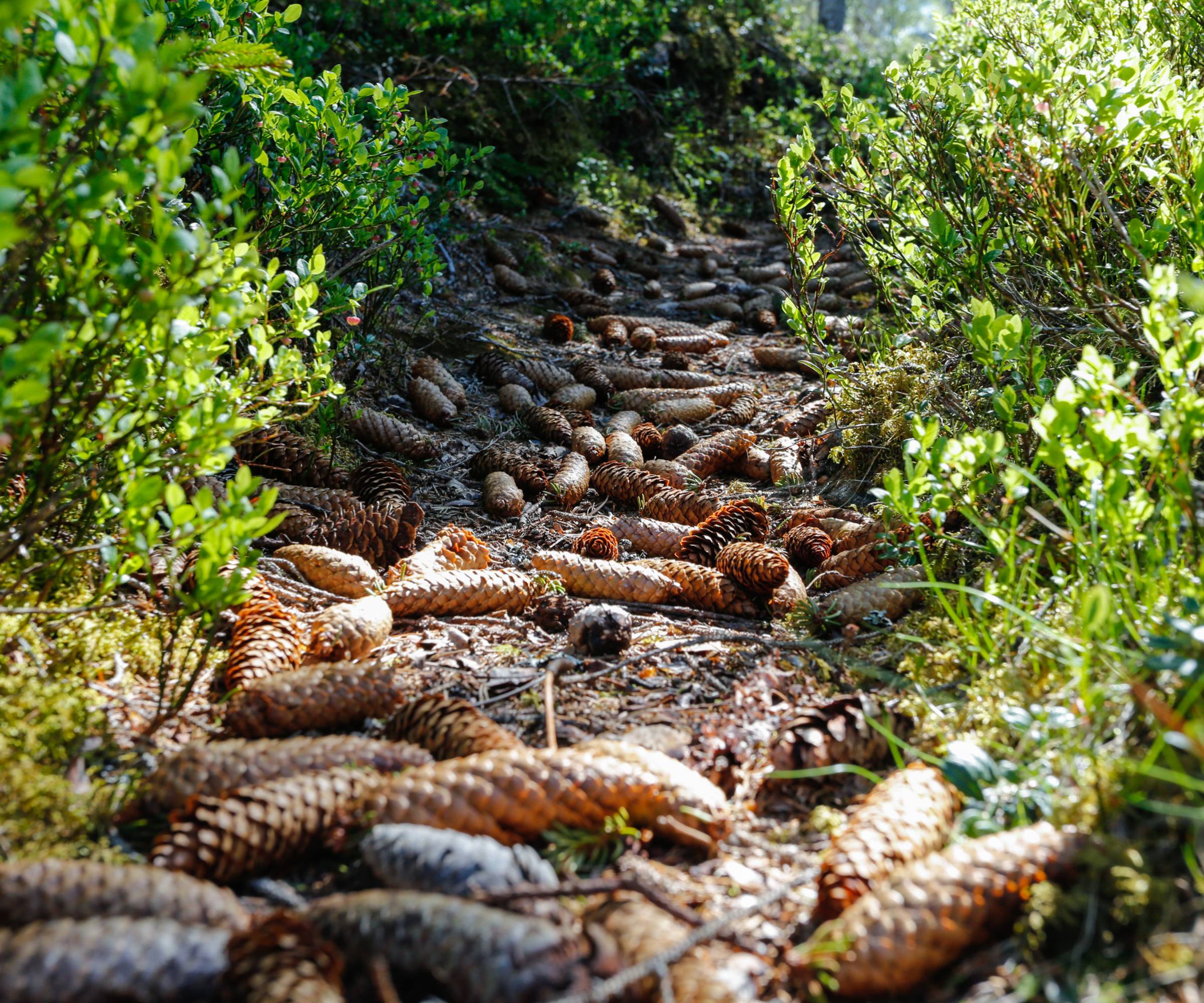 A path covered in pinecones