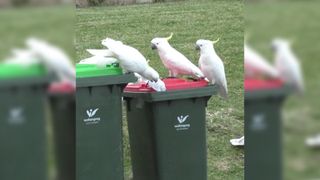 A group of cockatoos sat on a bin.