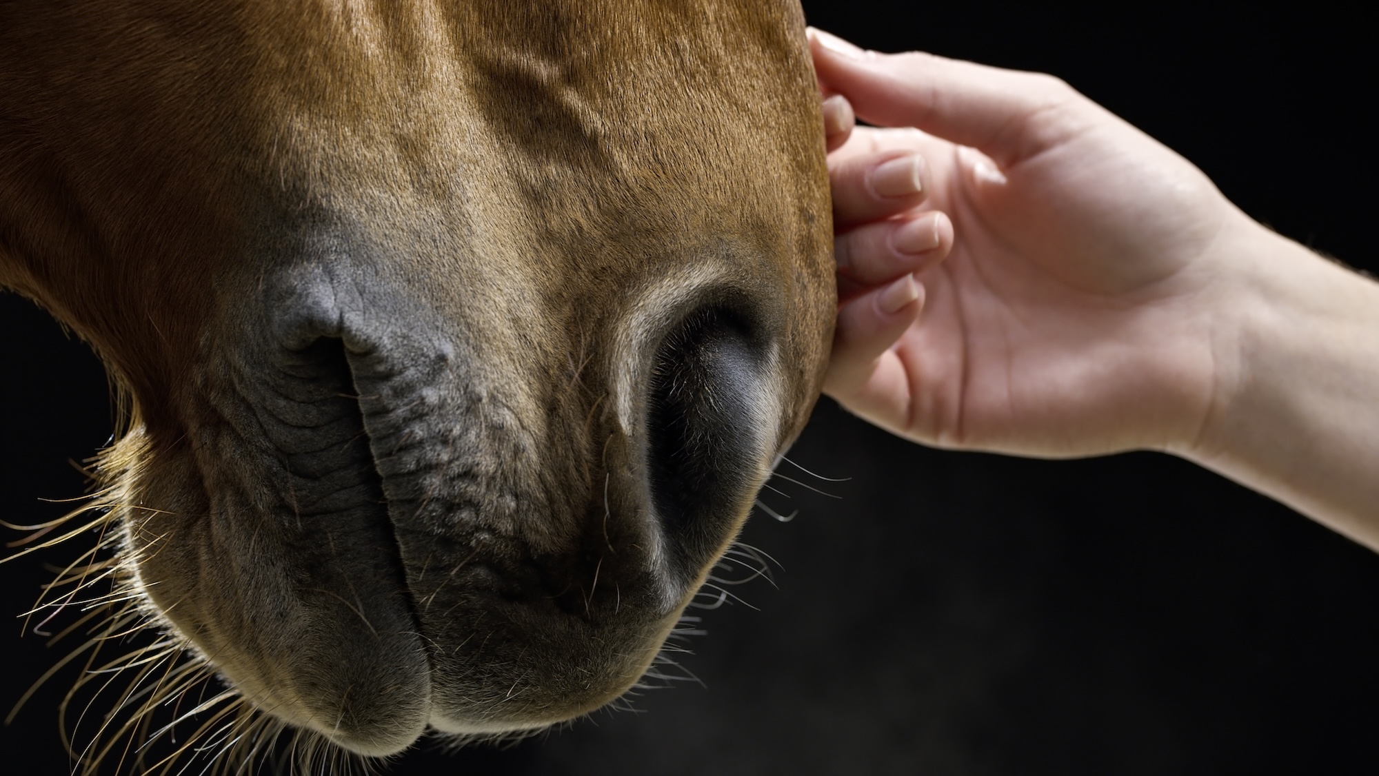 Close up of brown horse being caressed by female hand. Shot on black background.