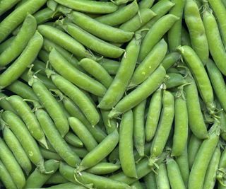 A harvest of sugar snap peas close up