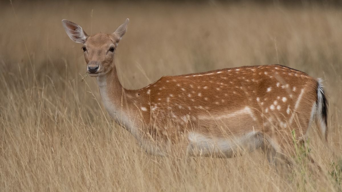 A young deer in long grass at Bushy Park