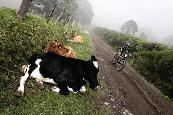Pua Mata passes some cows by the roadside en route to a stage victory