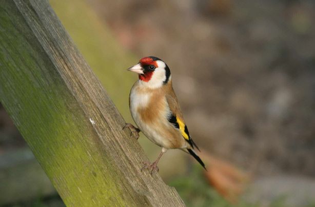 Top 10 British birds 