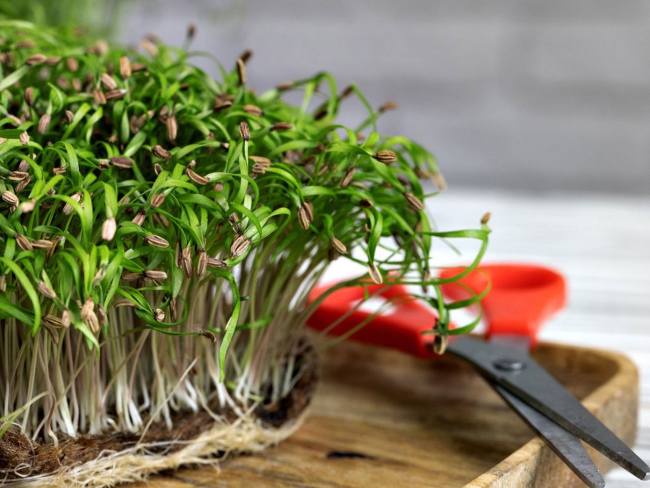 Scissors Next To Small Sprouting Plants