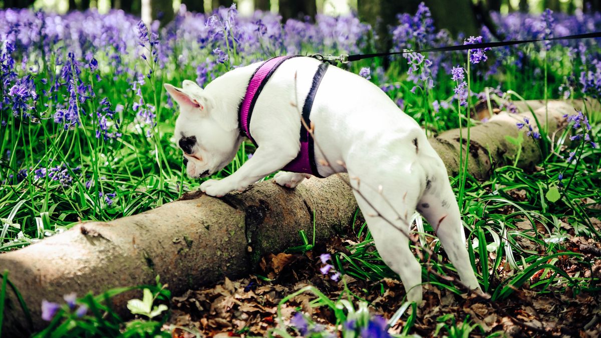 Dog sniffing while on walk in bluebell woods 