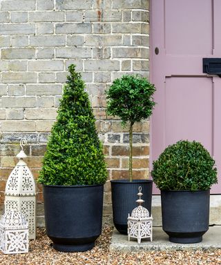 selection of clipped topiary by front door