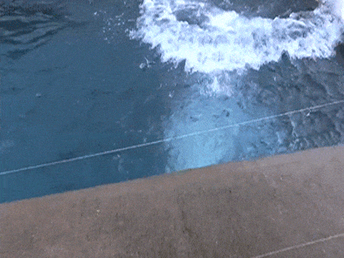 Polar Bear Jumping Out of Swimming Pool