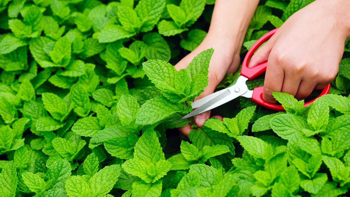 8 Herbs Every Keen Cook Should Grow For Vibrant Flavor – Even if You've Never Gardened Before