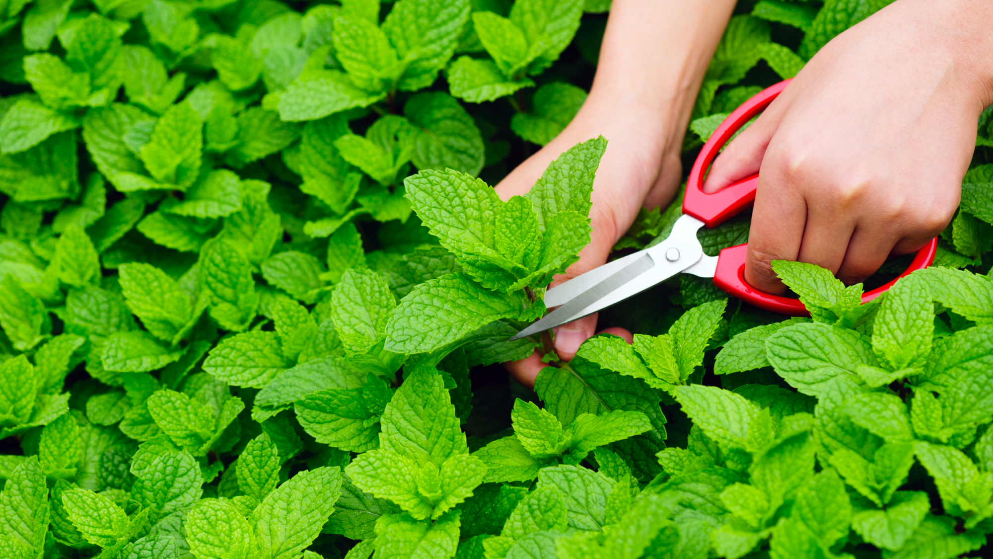Hands picking mint plant in garden &ndash; an example of easy herbs to grow