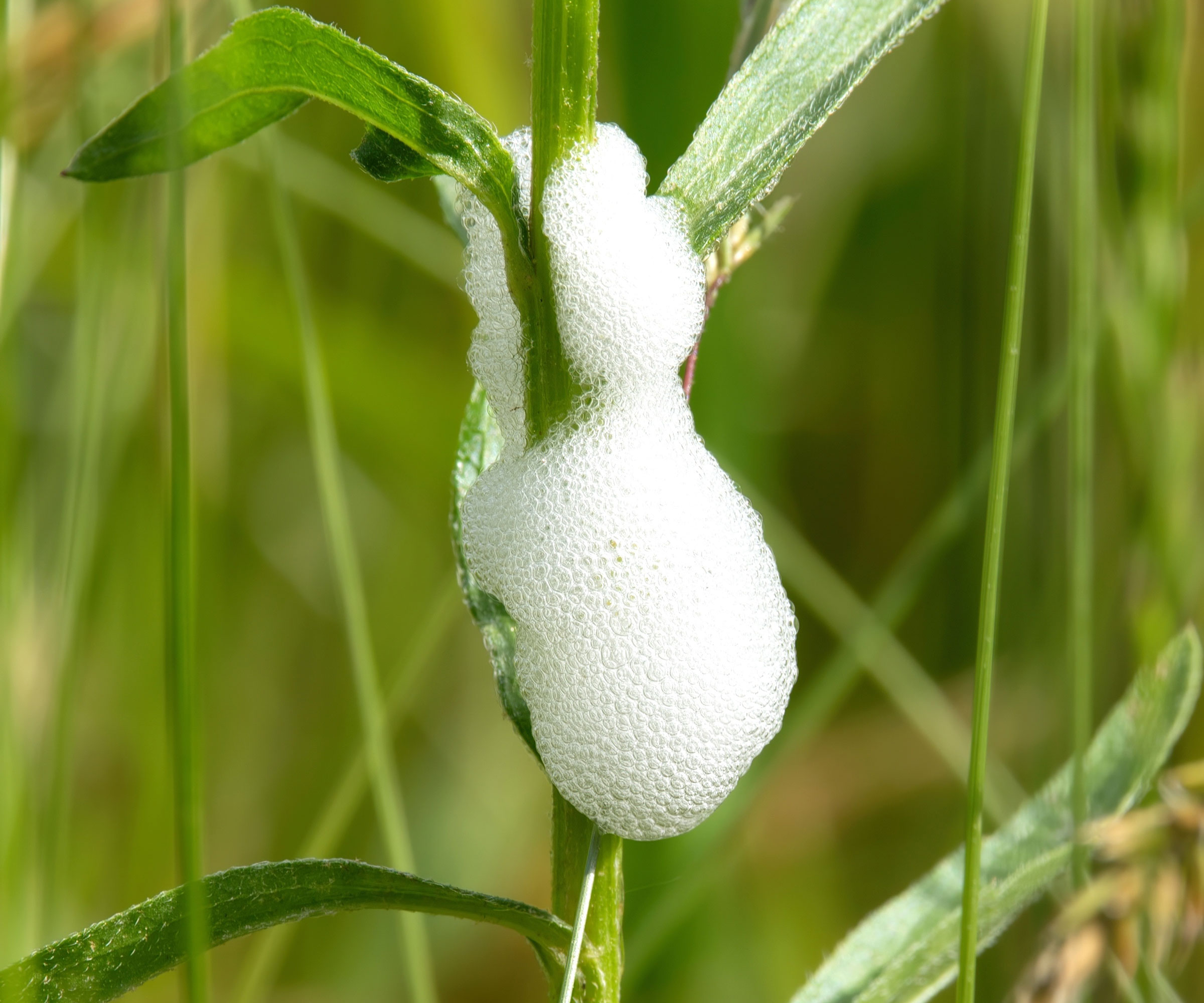 spittlebug foam on blades of grass in yard