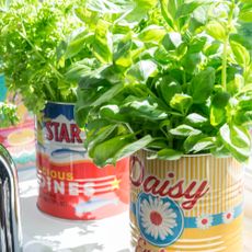 Herbs potted in tin cans