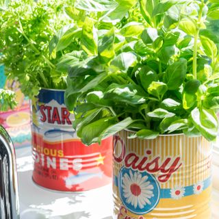 Herbs potted in tin cans