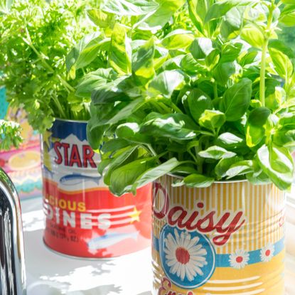 Herbs potted in tin cans