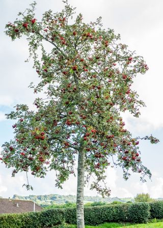 Identifying-british-trees-Rowan-1-The-Woodland-Trust
