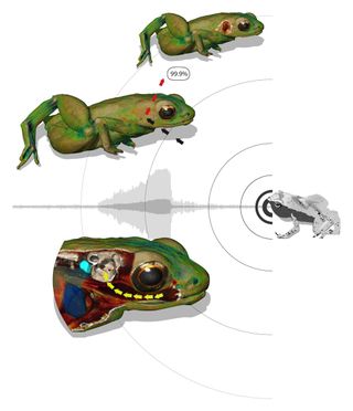 This illustration shows how a Gardiner's frog can hear with its mouth. Top left: the skin of the animal reflects 99.9 percent of an incoming sound wave, hitting the body close to the inner ear. Without a middle ear, sound waves cannot be transported to the inner ear. Bottom left: the mouth acts as a resonating cavity for the frequencies of the frogs' song, amplifying the amplitude of the sound in the mouth. The body tissue between the buccal cavity and the inner ear is adapted to transport these sound waves to the inner ear.