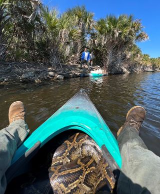 a kayak on water with trees in the background and a burmese python in the footwell of the boat