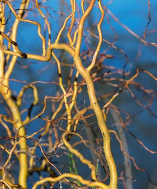 Salix x sepulcralis ‘Erythroflexuosa’ in winter
