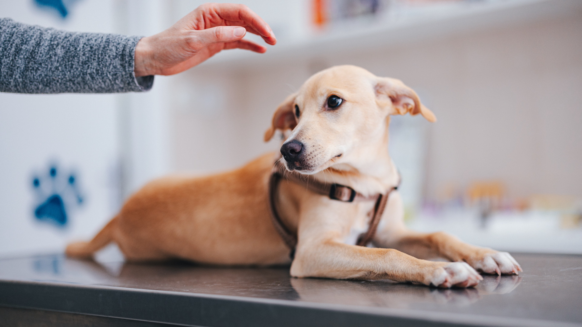 Dog sitting on vet clinic table