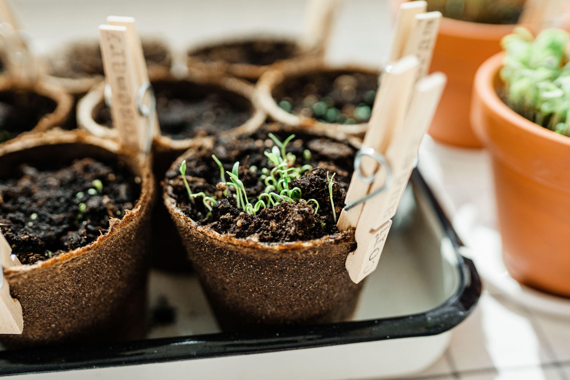 Dill plant care our editor's guide to growing perfect dill Livingetc