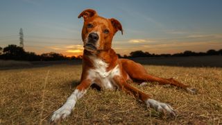 Dog lying in a field tilting it's head