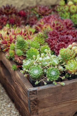 A dark brown wooden planter with lots of green succulents in it