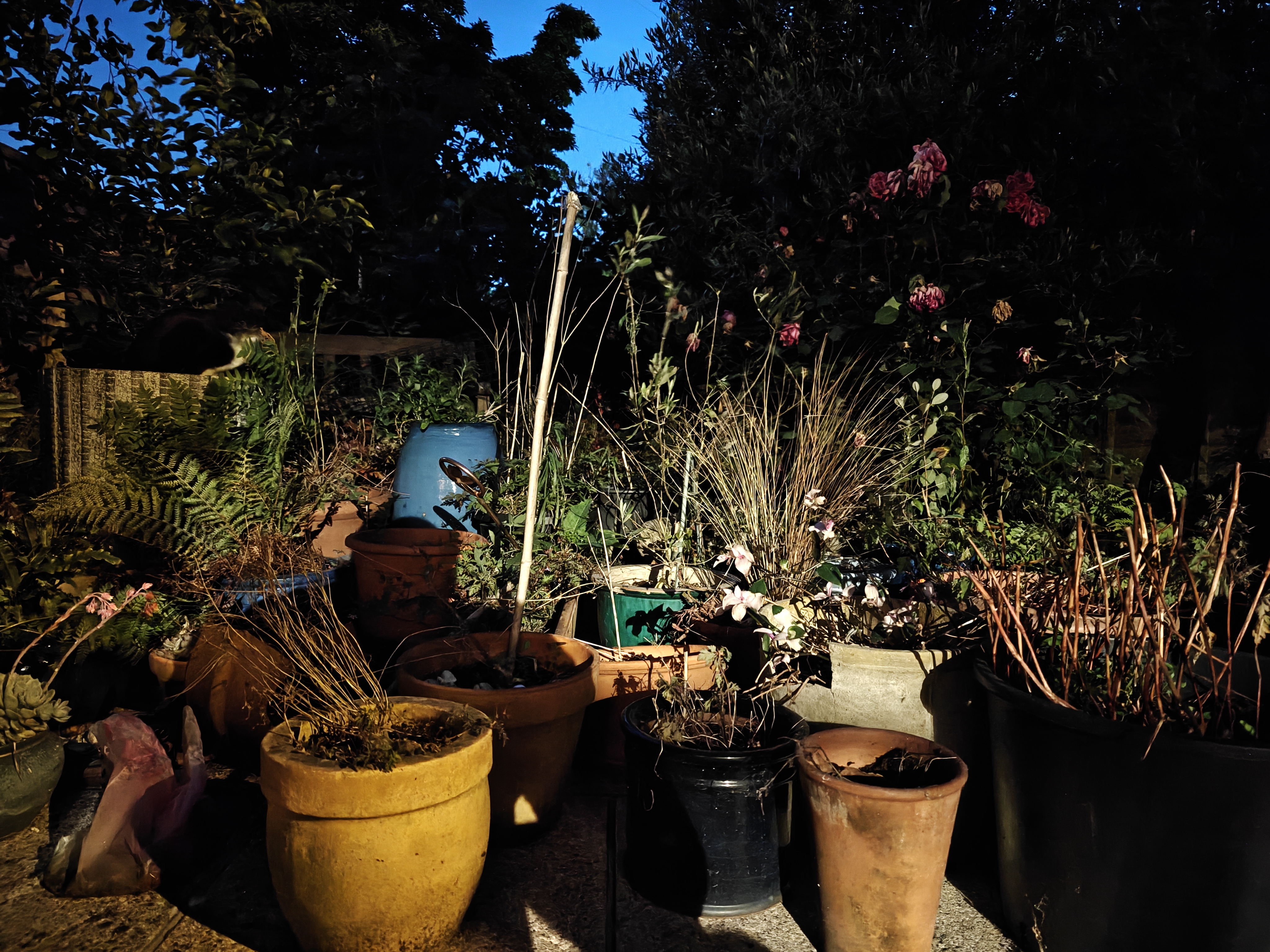 OnePlus 13 camera sample low light