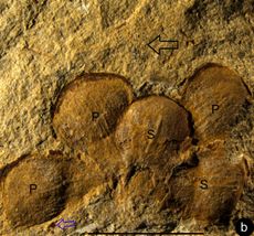 Jurassic flower fossil