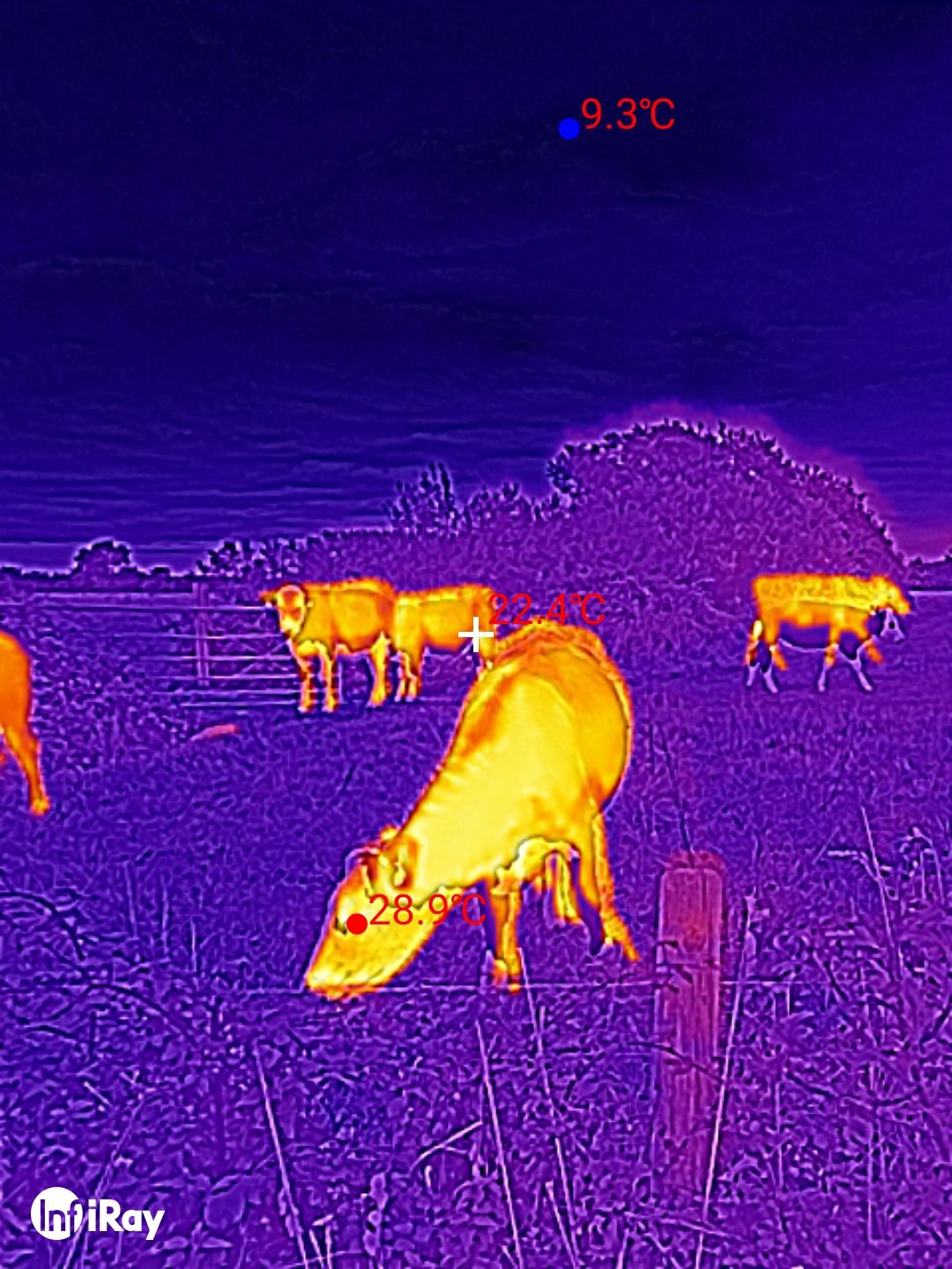 DOOGEE S98 Pro review: Thermal Imaging
