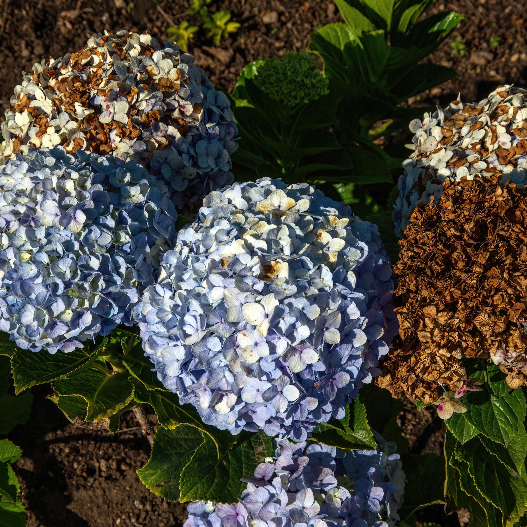 Brown sunburned flowers on hydrangea plant