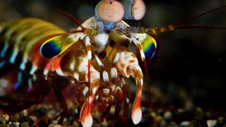 A peacock mantis shrimp in Attenborough's Life in Colour