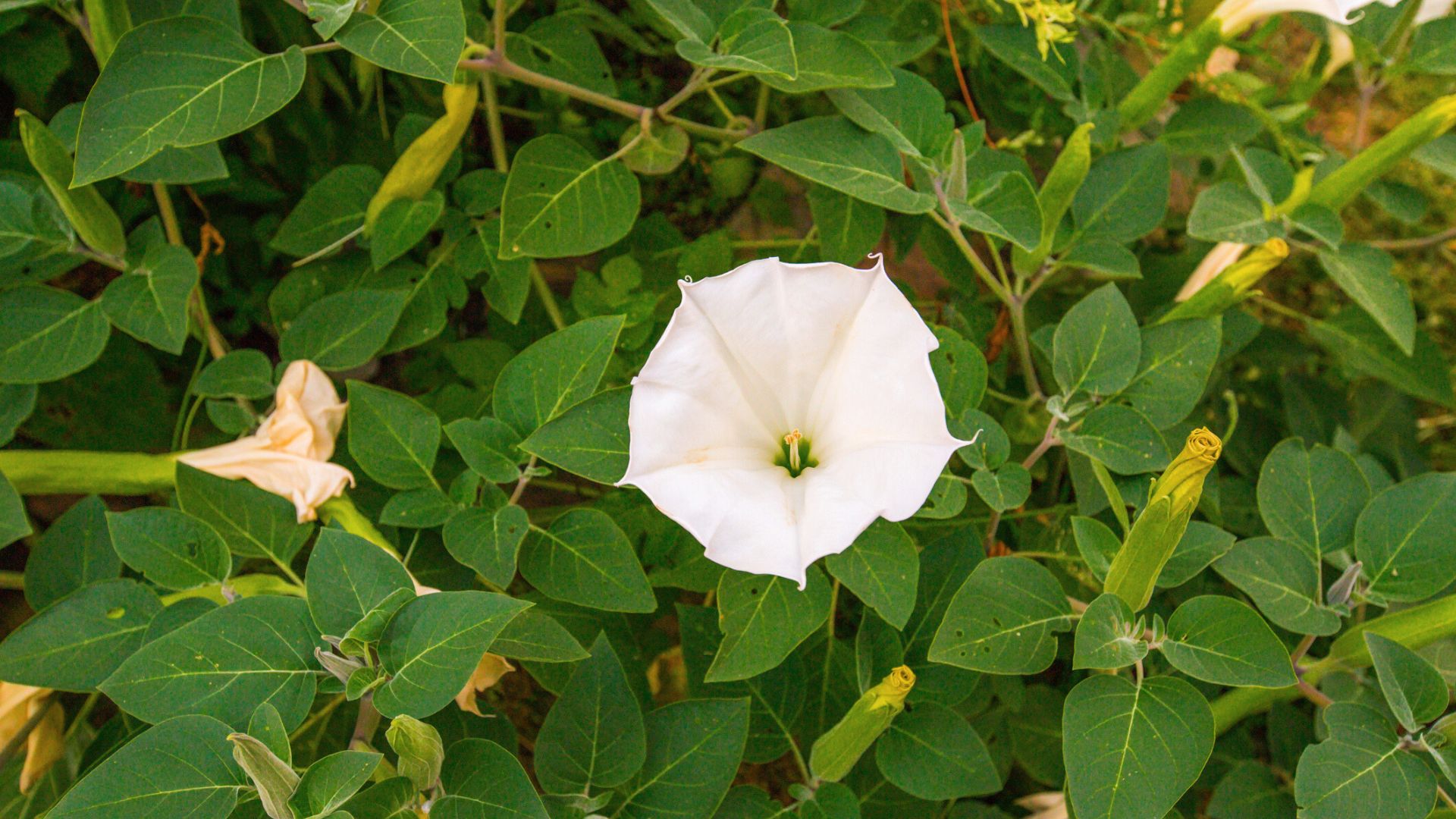 Care For Moonflowers How To Grow A Moonflower Vine Gardening Know How