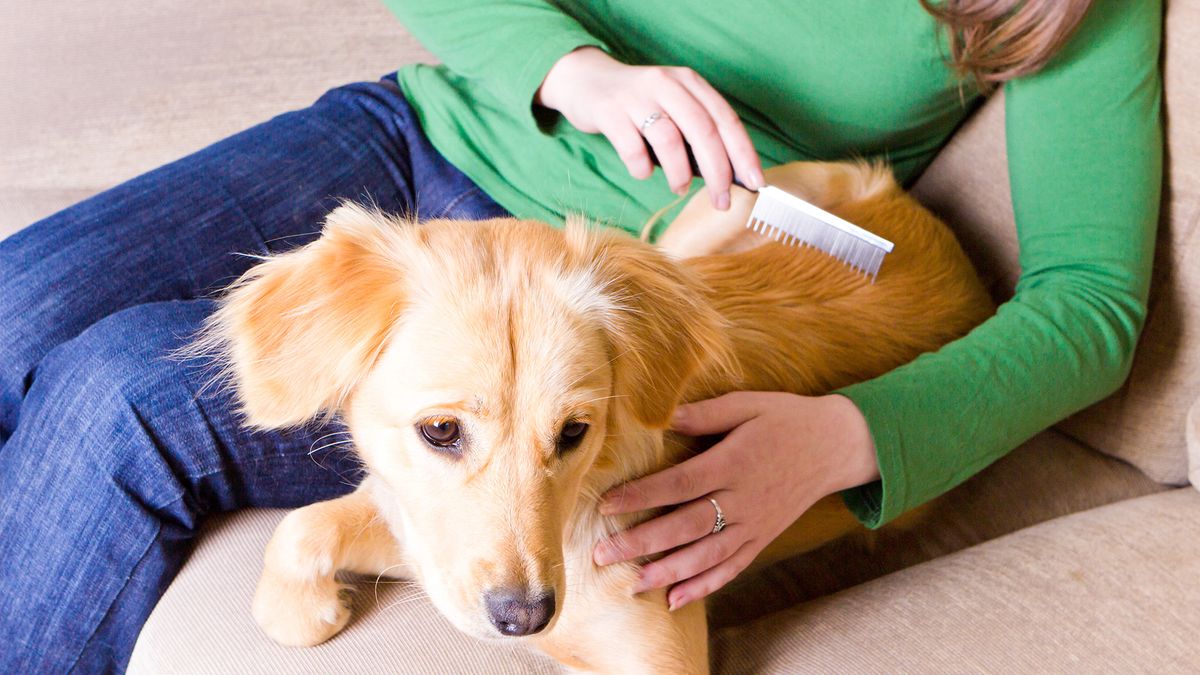 Woman brushing dog on the sofa with a brush from one of the best dog grooming kits