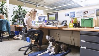 a senior dog lies on a dog bed at their pet parent's place of work