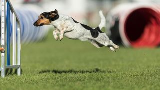 Jack russell terrier dog agility