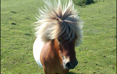 Bobby-the-shetland.png