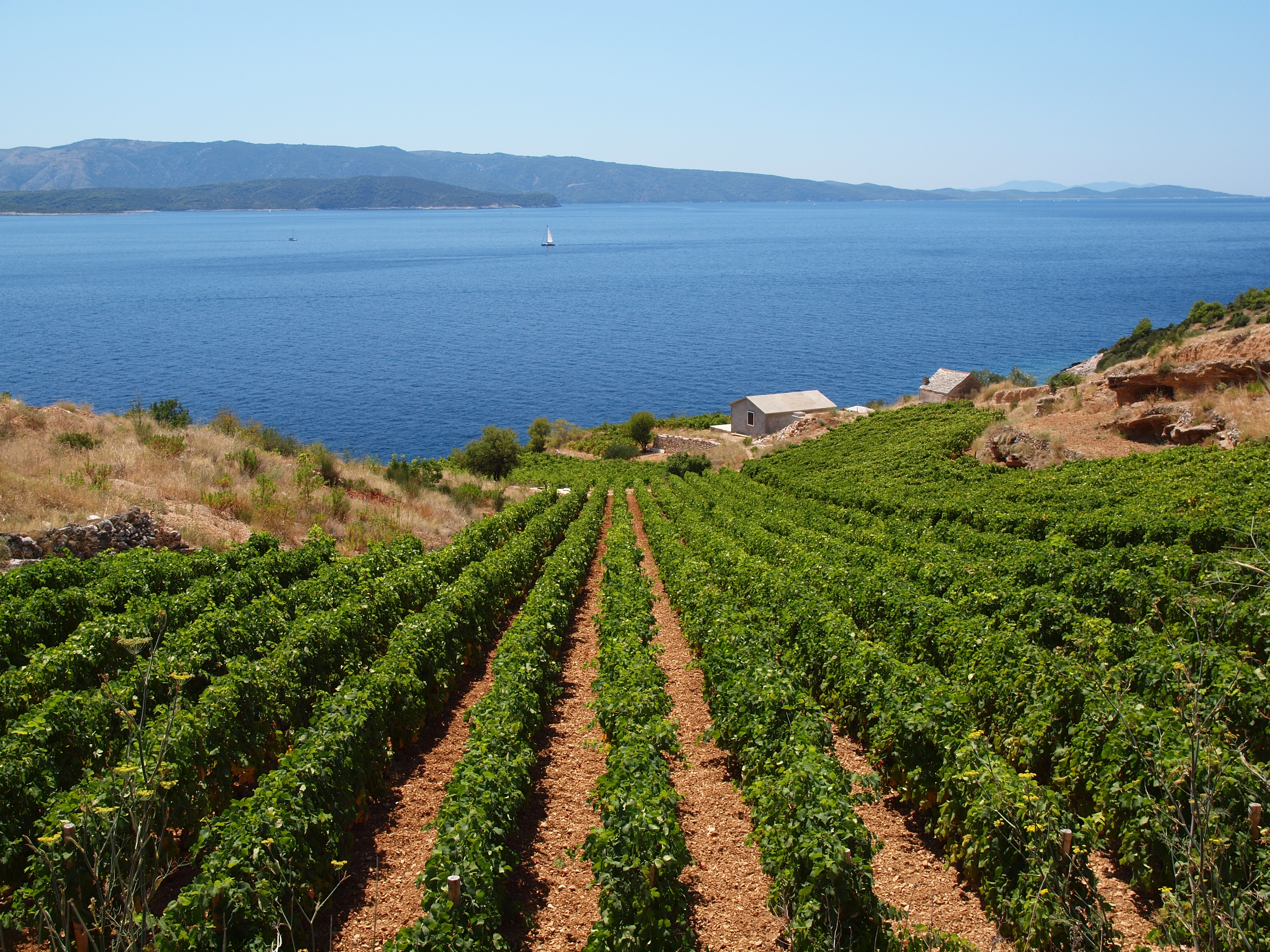 Island wines