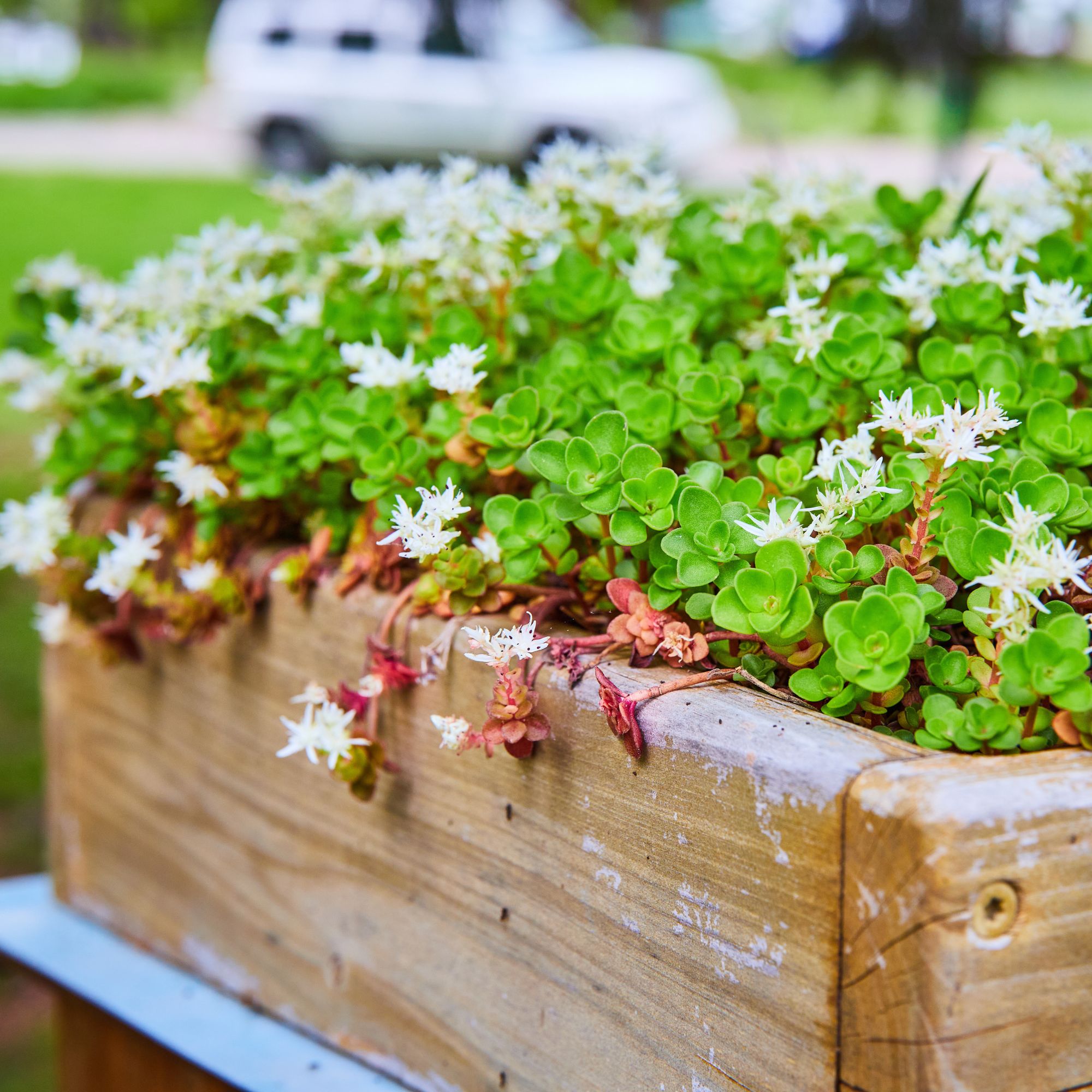 sedum in container