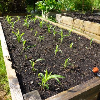 Sweetcorn seedlings in a raised garden bed