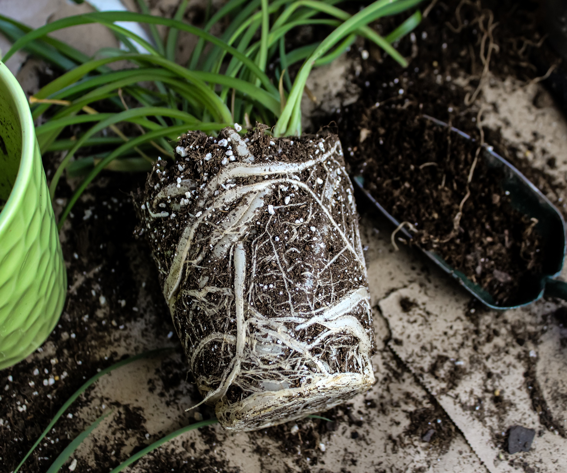 repotting spider plant